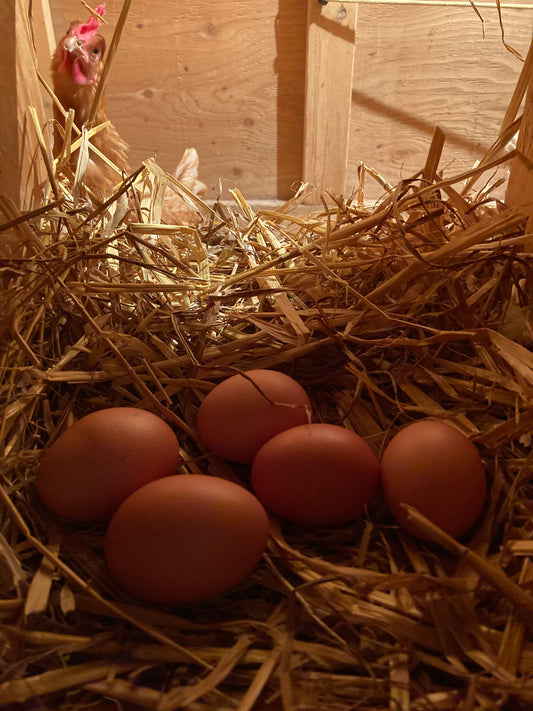 Curious chicken peeks over nest of farm fresh eggs